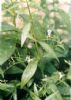 Andrographis Paniculata Extract